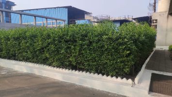 Ankleshwar (18)